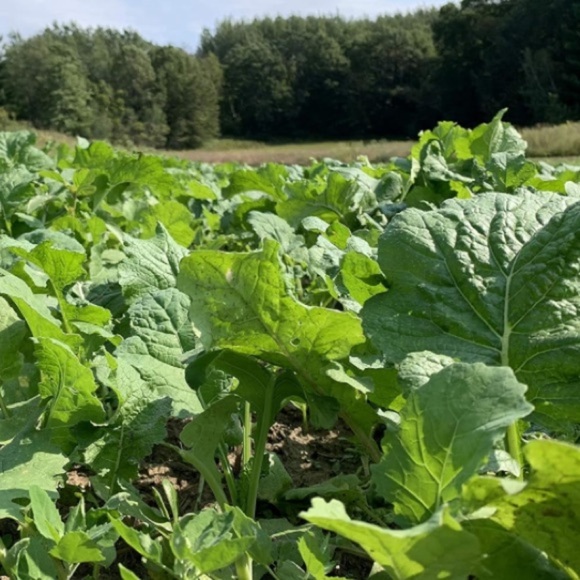 Show Stopper deer food plot seeds 3 lbs - Picture 3 of 7